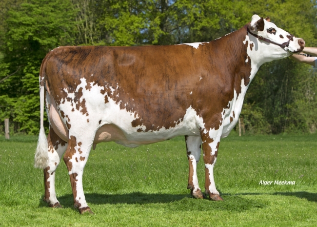 DOSE TAUREAU JOYAU - NFR2226516258 - 5687014