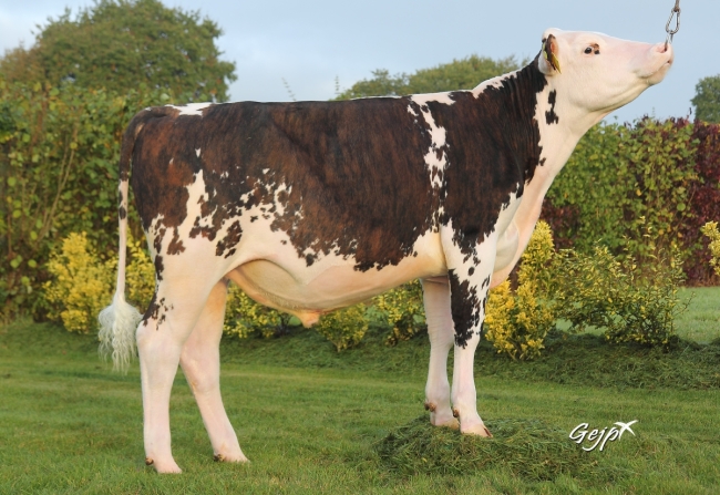 DOSE TAUREAU LUNIVERS - NFR2226516355 - 5689700