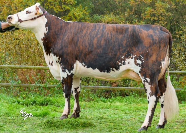 DOSE TAUREAU LUNIVERS - NFR2226516355 - 5689700
