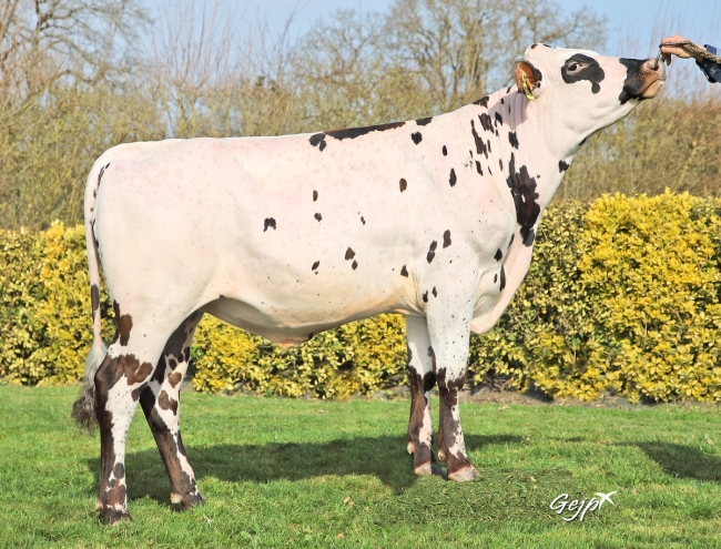 DOSE TAUREAU ROSAMBO - NFR2226789212 - 5698203
