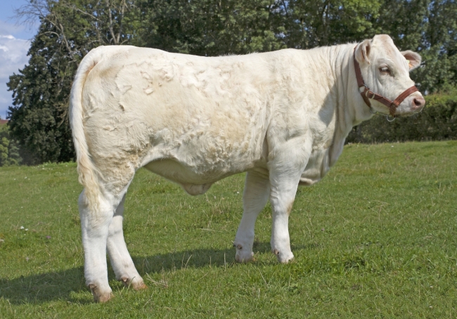 DOSE TAUREAU NOZAY - NFR2227166746 - 3894598
