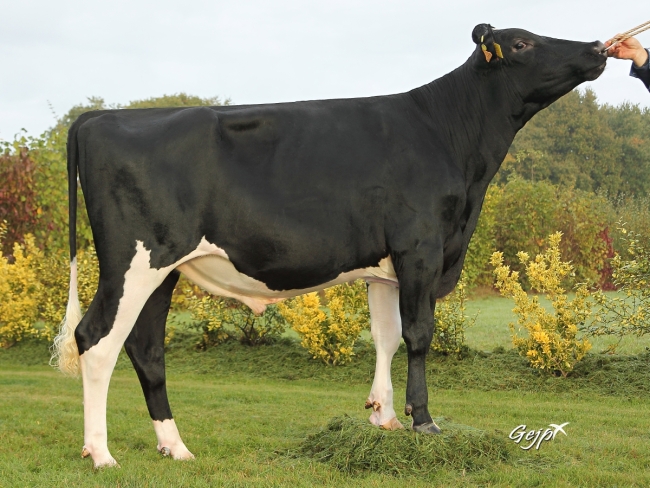 DOSE TAUREAU LOCEAN - NFR2229184216 - 6688757