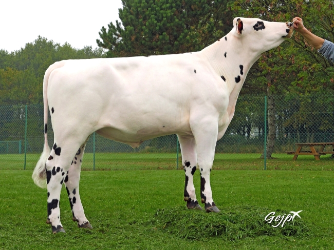 DOSE TAUREAU JUNO - NFR2231502063 - 5687802