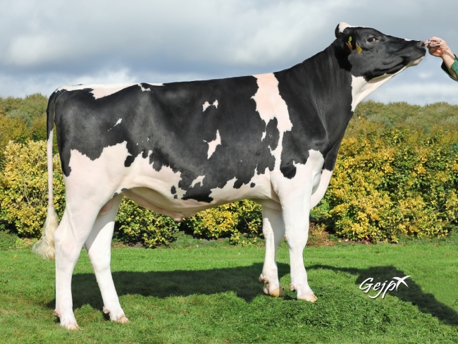 DOSE TAUREAU OGOUENO - NFR2232985544 - 6694014
