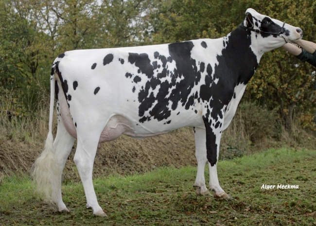 DOSE TAUREAU FOXTRO ISY - NFR2234482656 - 6679303