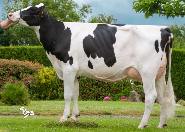 DOSE TAUREAU NOUXOR - NFR2234642980 - 6692255