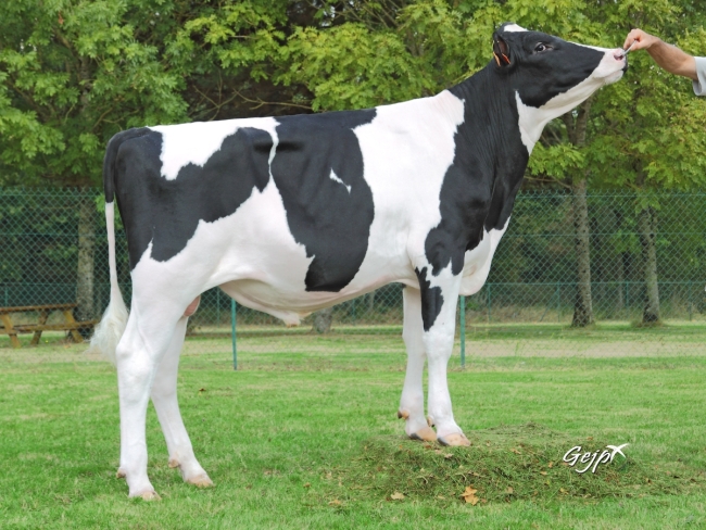DOSE TAUREAU LAARSON - NFR2234684112 - 6689370