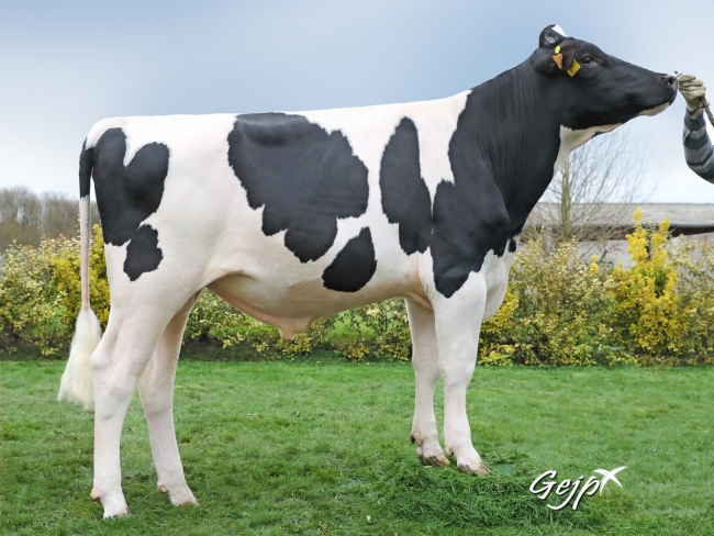 DOSE TAUREAU NAIC - NFR2234684230 - 6692876