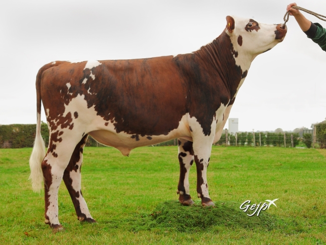 DOSE TAUREAU LETREGOR - NFR2236573010 - 5689513