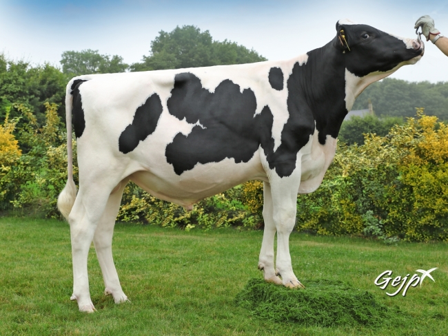 DOSE TAUREAU NOUDEC - NFR2236920651 - 6691910