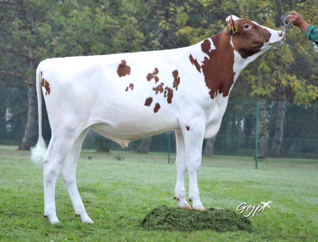 DOSE TAUREAU PAVEL RED - NFR2238144229 - 6695776