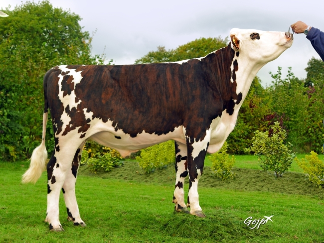 DOSE TAUREAU JEVEZEL - NFR2238414373 - 5687896