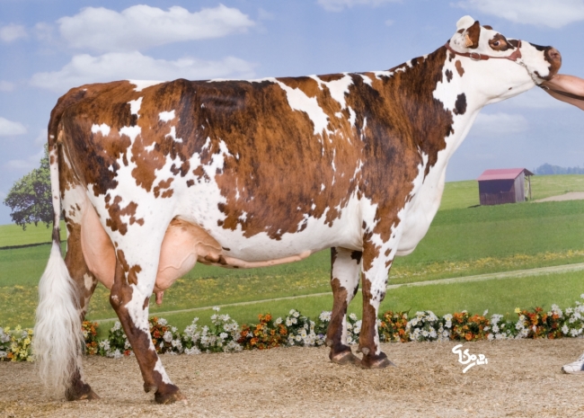 DOSE TAUREAU JEVEZEL - NFR2238414373 - 5687896
