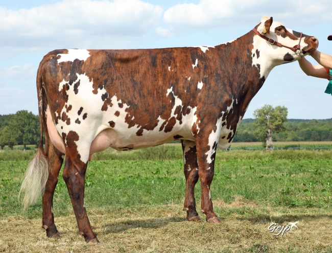 DOSE TAUREAU MANIZEL - NFR2238414538 - 5691344