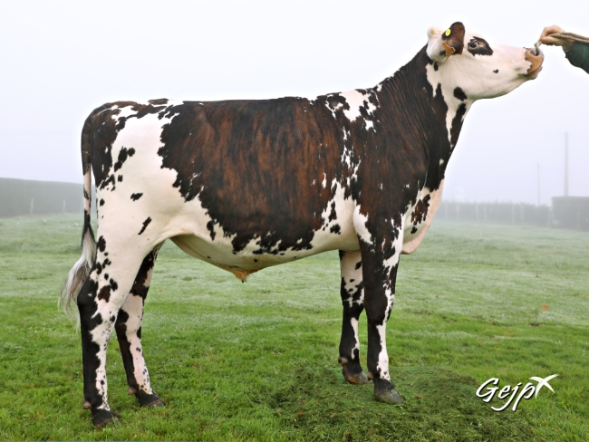 DOSE TAUREAU MANIZEL - NFR2238414538 - 5691344