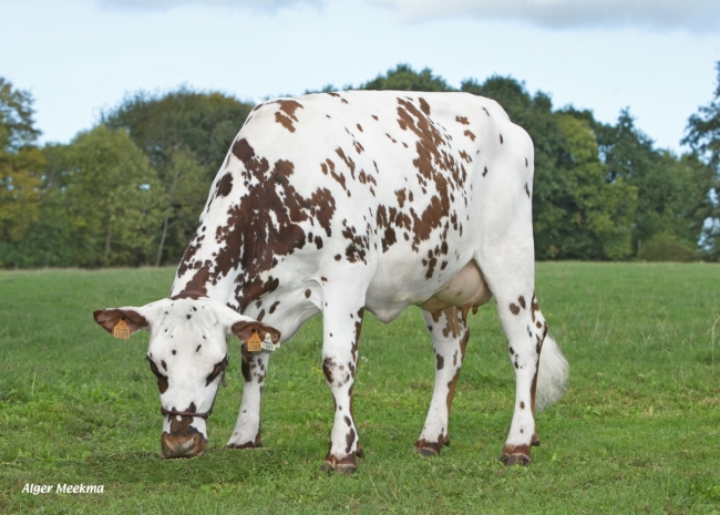 DOSE TAUREAU PIXEL - NFR2238414737 - 5695415