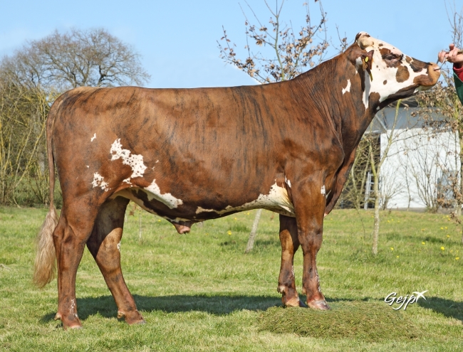 DOSE TAUREAU PERCEVAL - NFR2238786232 - 5696585