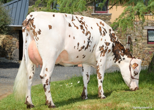 DOSE TAUREAU NACADAM - NFR2247743005 - 5692406