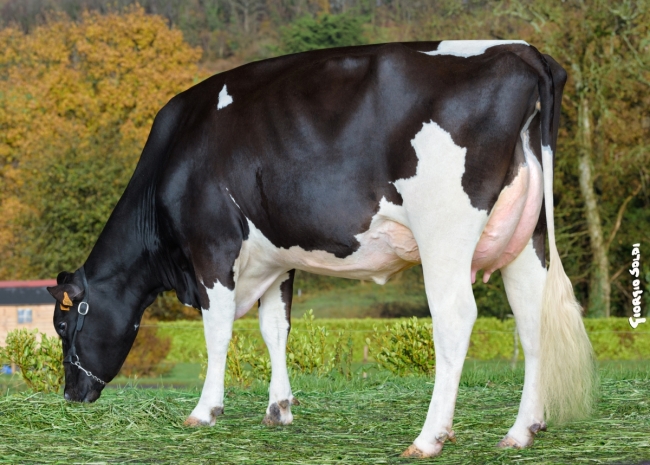 DOSE TAUREAU OXFORD - NFR2251393379 - 6692884