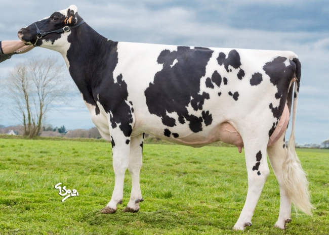 DOSE TAUREAU ITINERIS - NFR2257473507 - 6685743