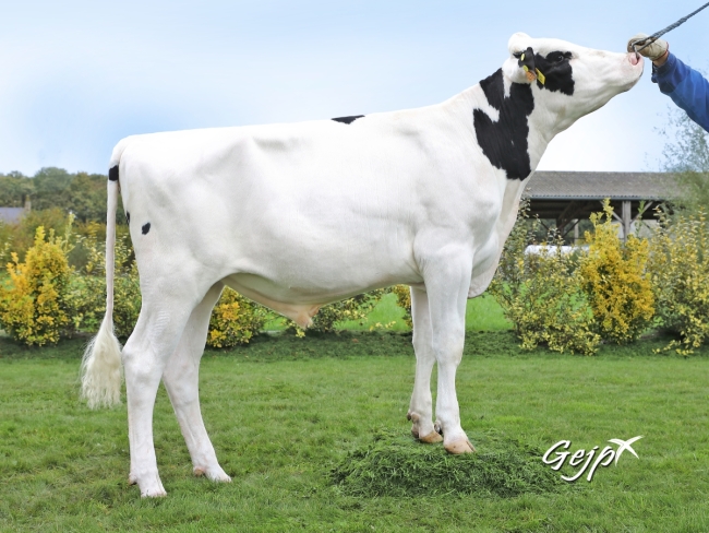 DOSE TAUREAU MIX P RF - NFR2258173473 - 6691310