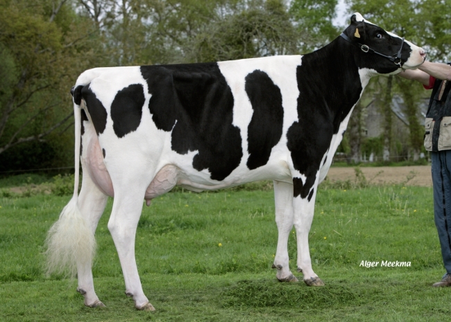 DOSE TAUREAU GALOSH ISY - NFR2258212809 - 6682067