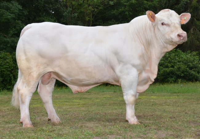 DOSE TAUREAU OBISPO PP - NFR2319103201 - 3895913