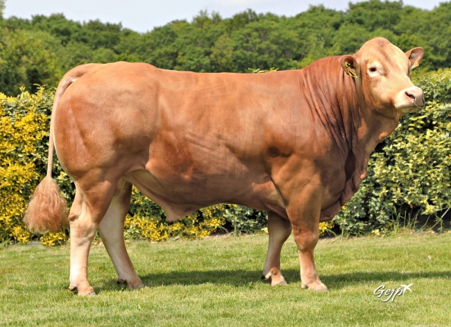 DOSE SEXE 2M 90 F SANOSO PP - XFR2320134955 - 34A0563