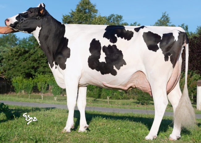 DOSE TAUREAU PERIGORD P - NFR2405865894 - 6696163