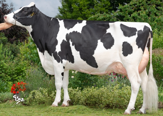 DOSE TAUREAU ORSANS - NFR2538586894 - 6694731