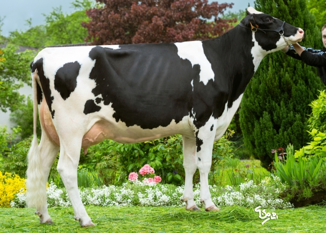 DOSE TAUREAU ORSANS - NFR2538586894 - 6694731