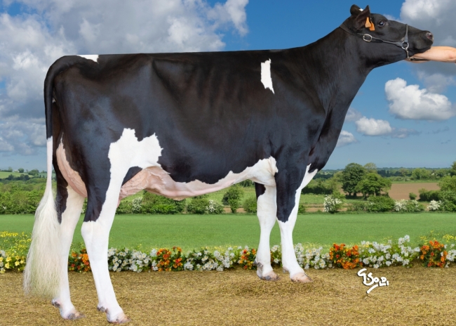 DOSE TAUREAU MERCUTIO - NFR2601116748 - 6691576