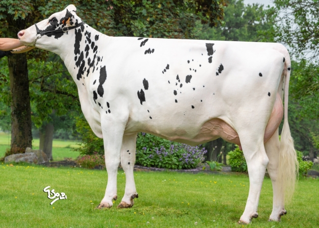 DOSE TAUREAU MERCUTIO - NFR2601116748 - 6691576