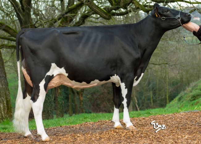 DOSE TAUREAU LUCHINI - NFR2601215010 - 6689046