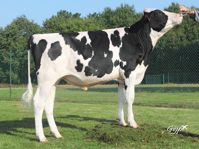 DOSE TAUREAU LOGIC PP - NFR2837624672 - 6689373