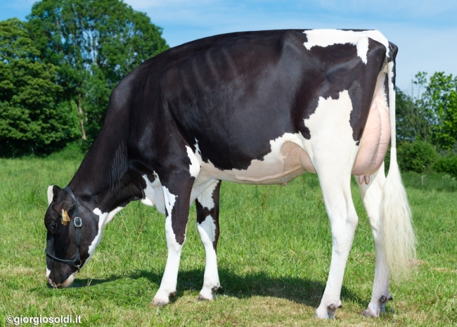 DOSE TAUREAU ROZYWILL - NFR2912557964 - 6697633