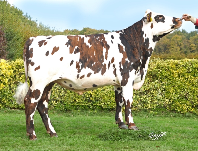 DOSE TAUREAU ROCKNROLL - NFR2922319020 - 5696933