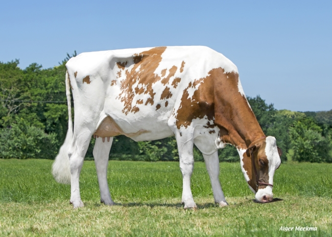 DOSE TAUREAU OLWEN - NFR2924469279 - 1994019
