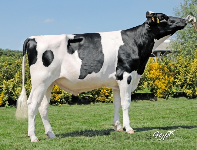 DOSE TAUREAU OPAVA - NFR2928456861 - 6694732