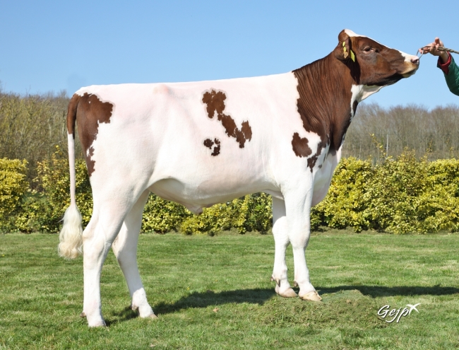 DOSE TAUREAU POLICE P - NFR2929467693 - 1995950