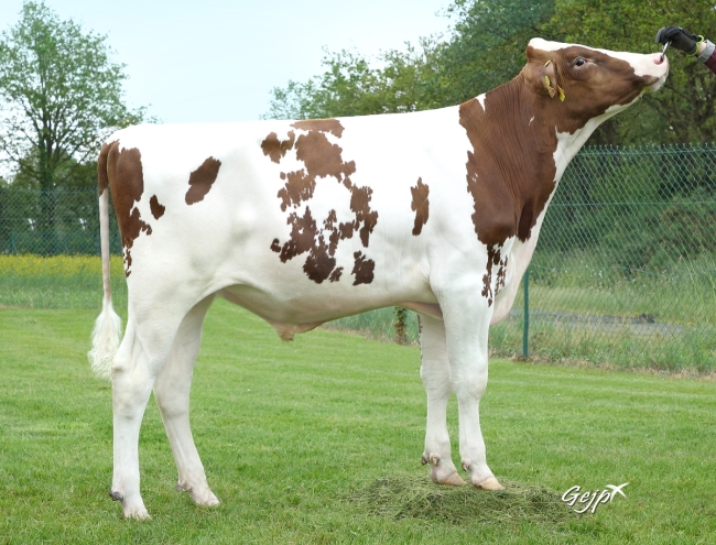 DOSE FERTIMAX UHELEG PP - FFR2929586718 - 19A2195