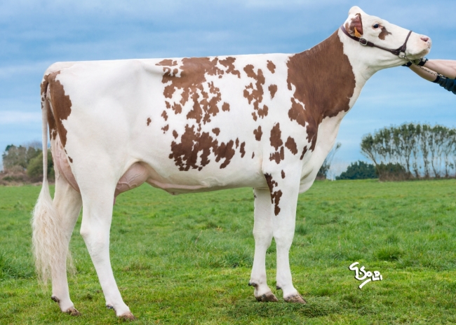 DOSE FERTIMAX UHELEG PP - FFR2929586718 - 19A2195