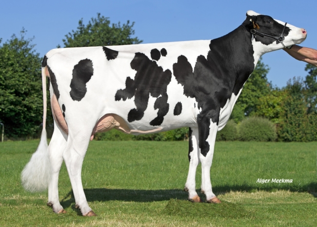 DOSE TAUREAU HARDI - NFR2929784420 - 6683719