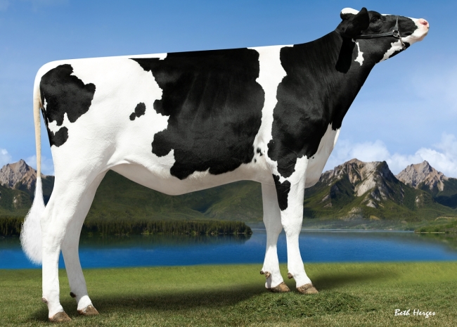 DOSE TAUREAU STARBOY - NFR2930406097 - 6698414