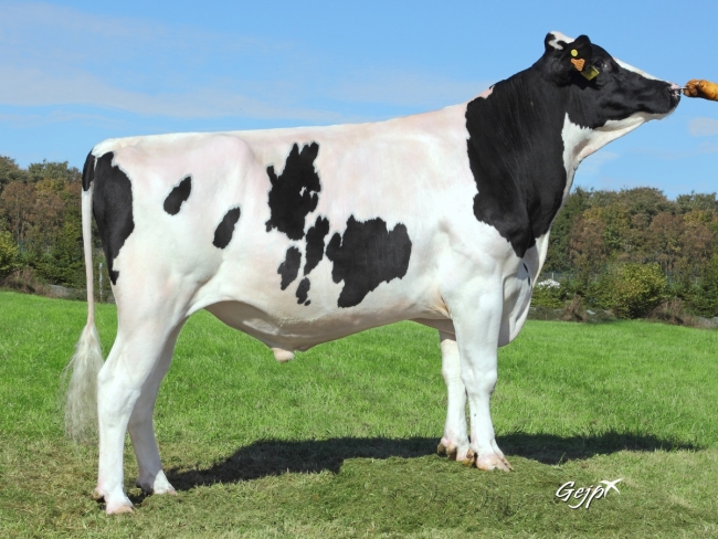 DOSE TAUREAU HELIBOR - NFR2931079211 - 6683729