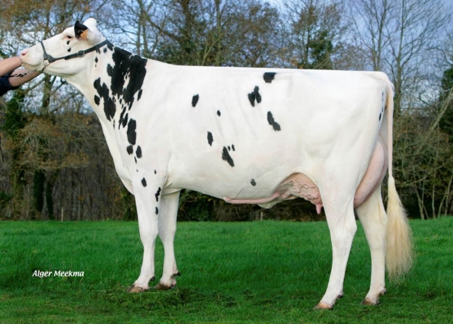 DOSE TAUREAU INCREDIBLE - NFR2931125805 - 6685280