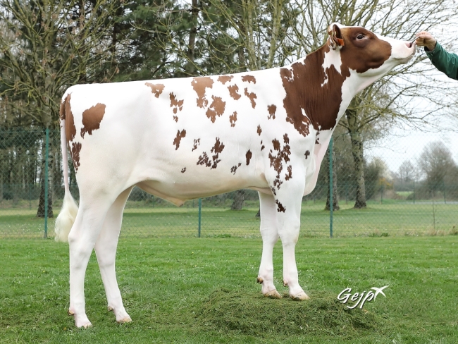 DOSE TAUREAU NANCY RED - NFR2931254852 - 6693015