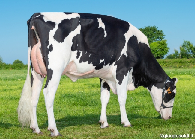DOSE TAUREAU SANTIAGO - NFR2931504555 - 6697635