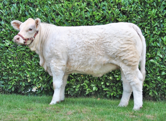 DOSE TAUREAU RIBOUL P - NFR2931720128 - 38A0039