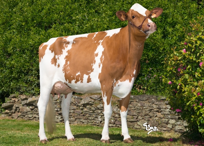 DOSE TAUREAU MODUS - NFR2932773940 - 1990970